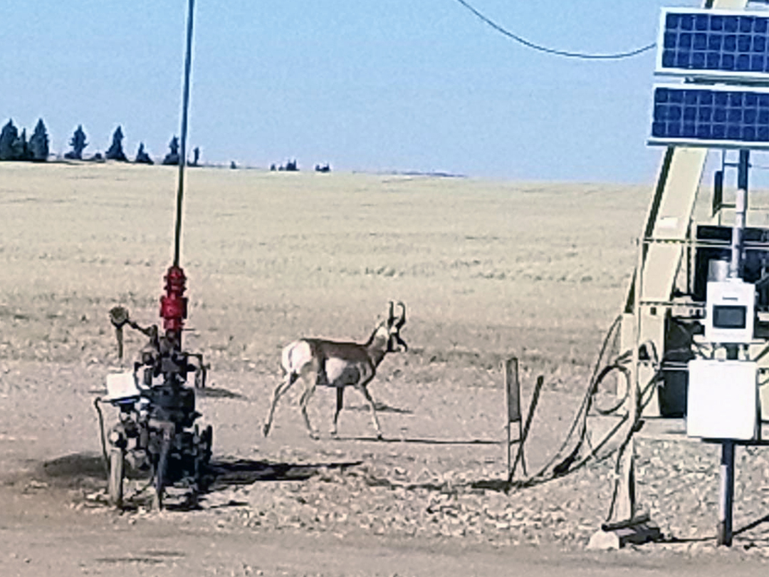 Pronghorn buck making his daily rounds in the oilpatch