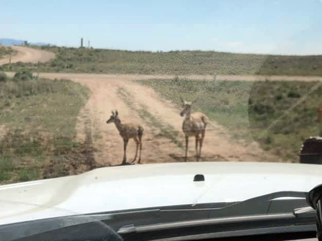 Pronghorn Doe and her young have the right-of-way in Wyoming’s oil & natural gas fields